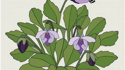 Viola by Eggpicnic Viola by Eggpicnic