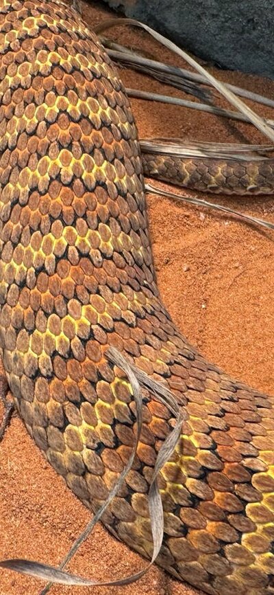 A desert death adder snake sits in a striking pose ready to pounce. Its camouflage working well.