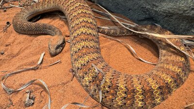 A desert death adder snake sits in a striking pose ready to pounce. Its camouflage working well.