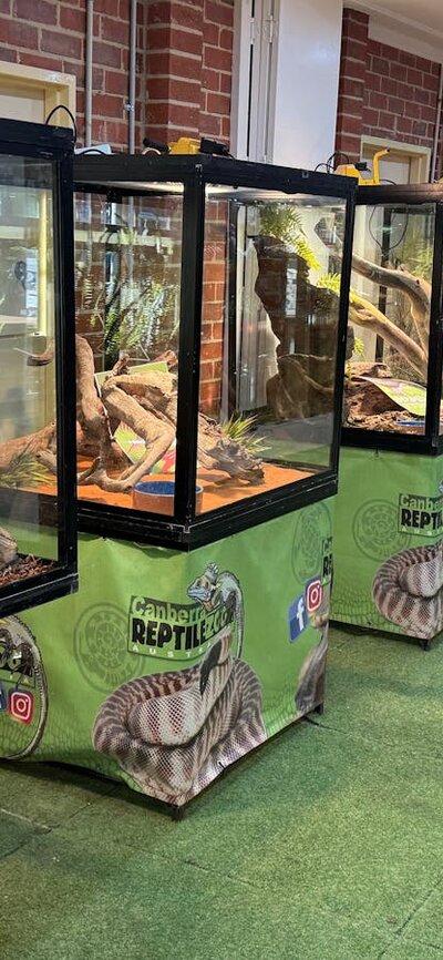A row of glass habitats displaying habbitats for various species of reptiles.