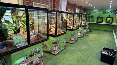 A row of glass habitats displaying habbitats for various species of reptiles.