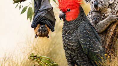 Image of a Grey-headed Flying Fox, Gang-gang Cockatoo , Koala and Green and Golden Bell Frog