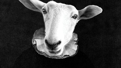 A photograph of the head of a goat, superimposed on an Elizabethan man with a ruffed collar.