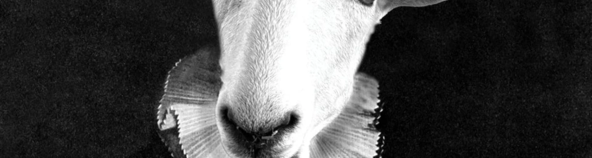 Animal Portraits