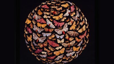 Colourful butterflies on a black background.