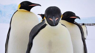 Emperor penguins near Mawson station. © Troy Henderson/AAD Four emperor penguins stand on snow with an icy background, facing the camera in close formation.