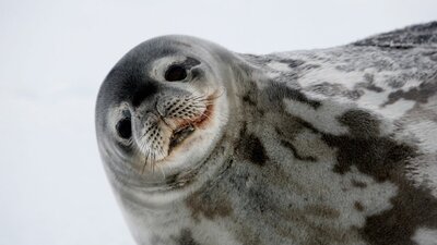Weddell seal near Casey station. © Christopher (Chris) Wilson / AAD Smiling seal in the snow.