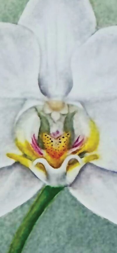 Jenny Munn, Phalaenopsis  Amabilis, mixed media, orchid