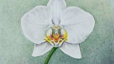 Jenny Munn, Phalaenopsis  Amabilis, mixed media, orchid
