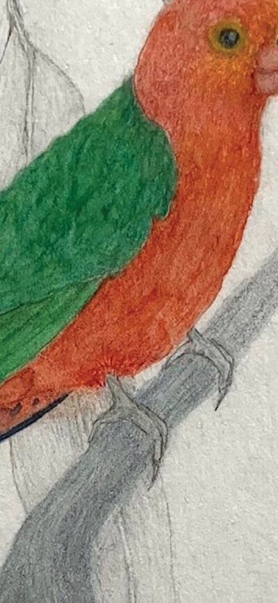 Margaret Bice, King Parrot, mixed media