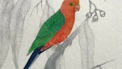 Margaret Bice, King Parrot, mixed media