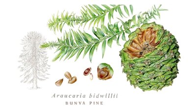 Botanical drawing of Araucaria bidwilli by Tanya Hoolihan