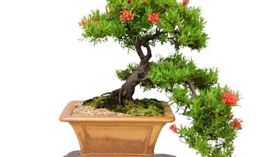 Small grevillea with red flowers in  a square pot