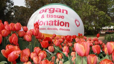 Beach ball with 'organ & tissue donation - discover, decide, discuss'  in a field of tulips