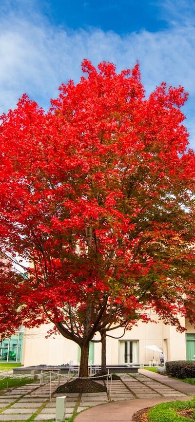 Vibrant red maple tree in a Parliament House courtyard