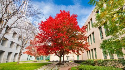 Vibrant red maple tree in a Parliament House courtyard
