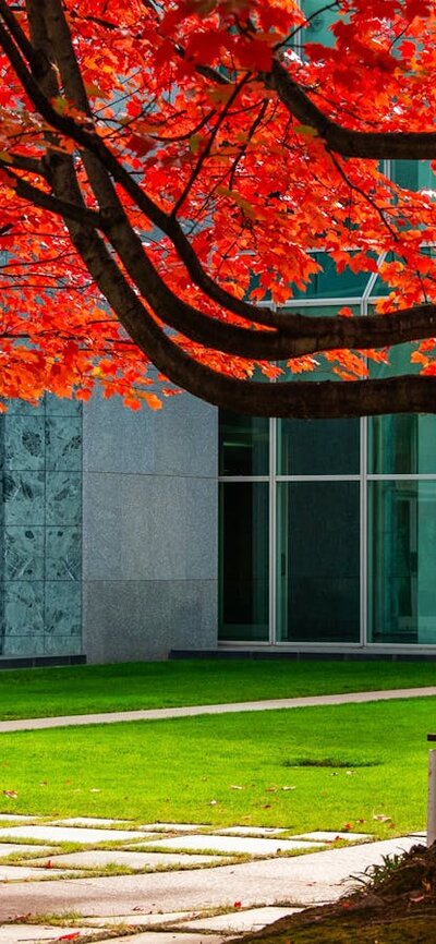 2 vibrant orange and red autumn trees in a courtyard of Parliament House