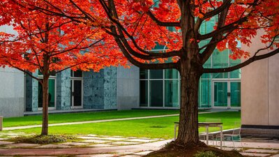 2 vibrant orange and red autumn trees in a courtyard of Parliament House
