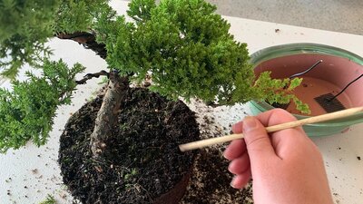A person caring for and styling a bonsai tree.