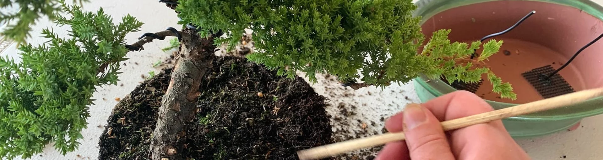 Beginner Bonsai Workshops