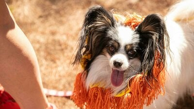 Photo of a dog