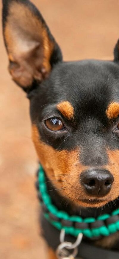 Photo of a dog