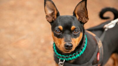 Photo of a dog