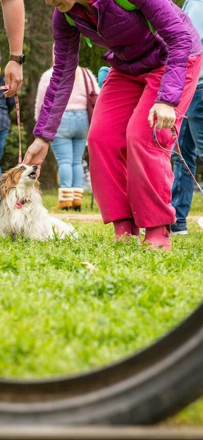 Photo of people playing with dogs