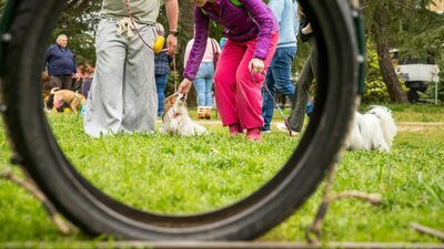 Photo of people playing with dogs