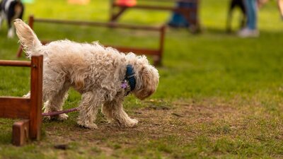 Paws Party Canberra