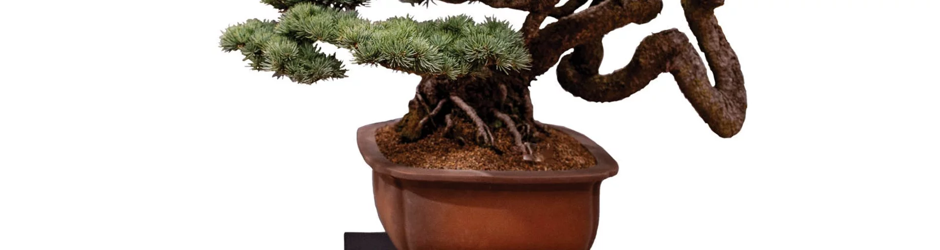 Bonsai Exhibition 2026 Canberra Bonsai Society