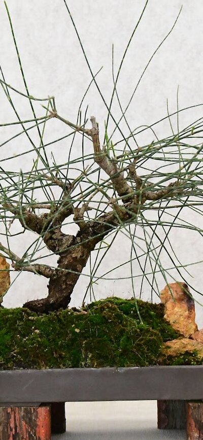 Allocasuarina verticillata - drooping sheoak Small Sheoak Bonsai with rocks and moss