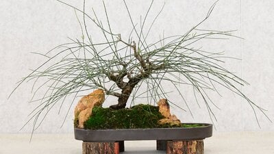 Small Sheoak Bonsai with rocks and moss