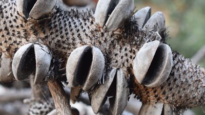 Close up photograph of banksia seed pod showing its distinctive woody follicles