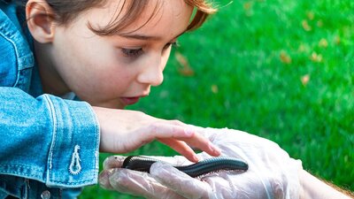Meet amazing bugs like millipedes, ladybirds, beetles and more.