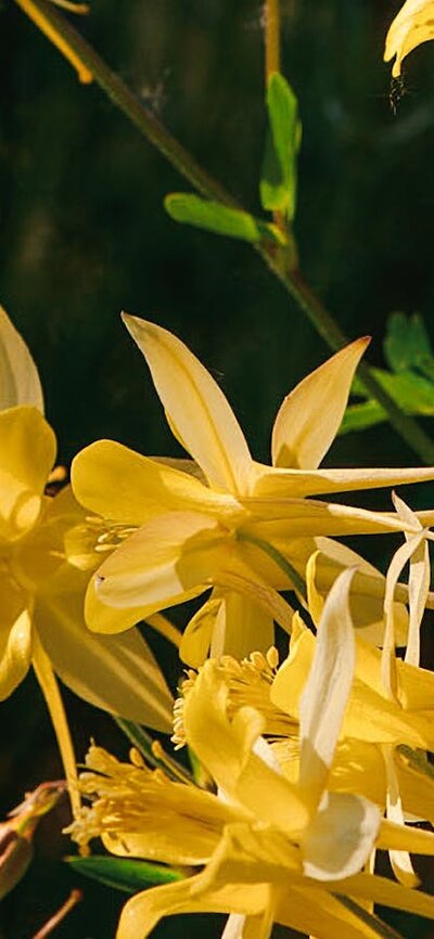 Flowers at Calthorpes House