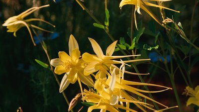 Flowers at Calthorpes House