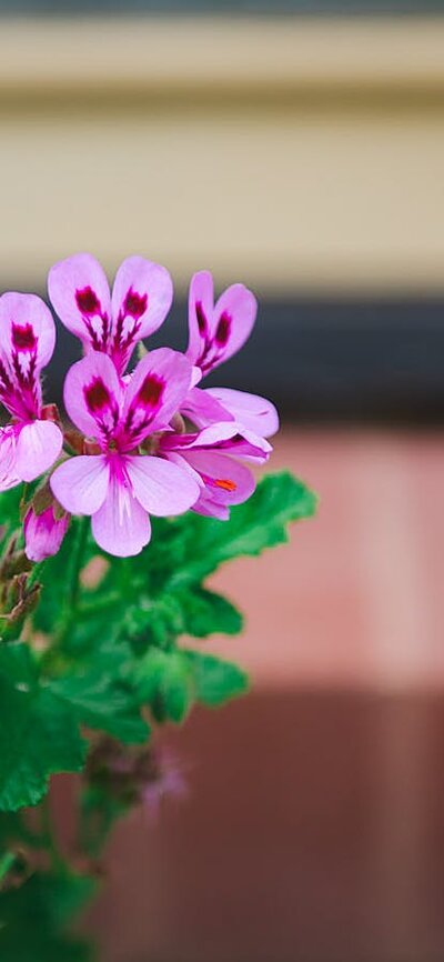 Pink flower with Calthorpes House steps visible in background