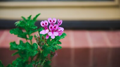 Pink flower with Calthorpes House steps visible in background