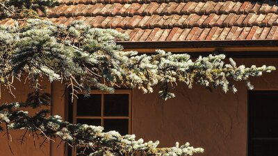 Tree in foreground with small detail of Calthorpes House window behind