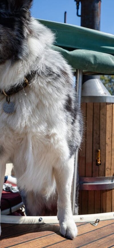 Dog riding on a traditional boat Canberra Traditional Boatfest