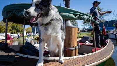 Dog riding on a traditional boat Canberra Traditional Boatfest