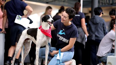 Greyhounds Make Great Pets