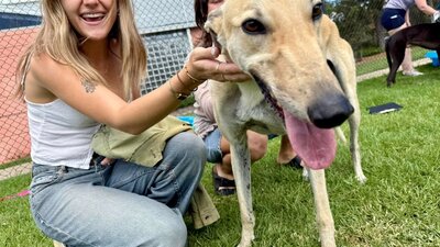 Adopt A Greyhound
