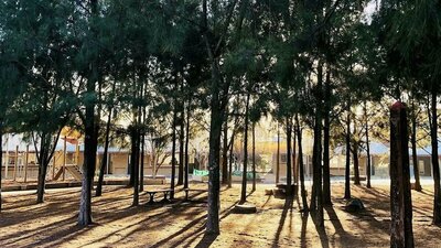 Canberra Montessori School Trees