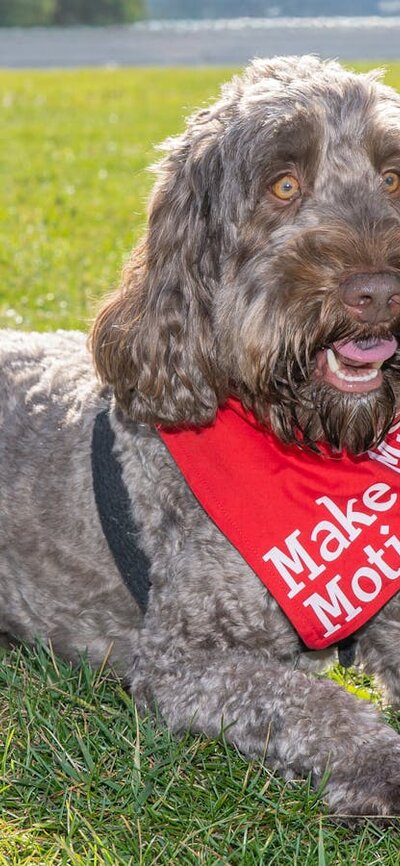 Grey dog wearing a Walk, Run and Roll bandana laying on the grass.