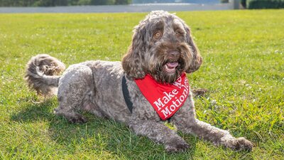 Grey dog wearing a Walk, Run and Roll bandana laying on the grass.