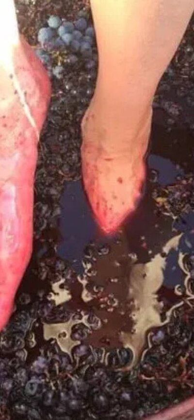 Grape Stomp this Festival Stomping Red Grapes