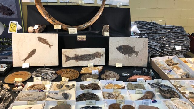 Fossils