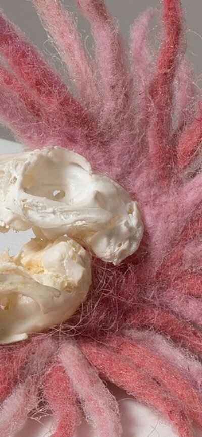 Arabbit skull sits on a bed of numerous radiating felt tentacles, like an exotic head-dress.